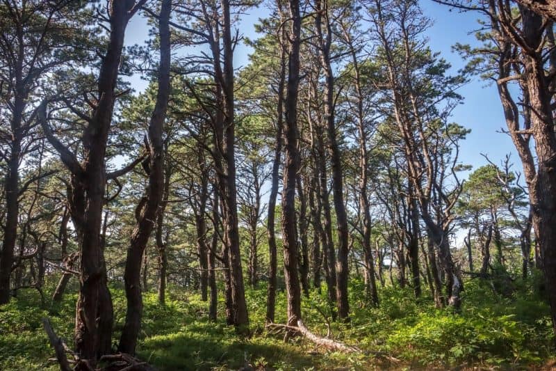 On Bradford’s Trail: Cape Cod – Discerning History